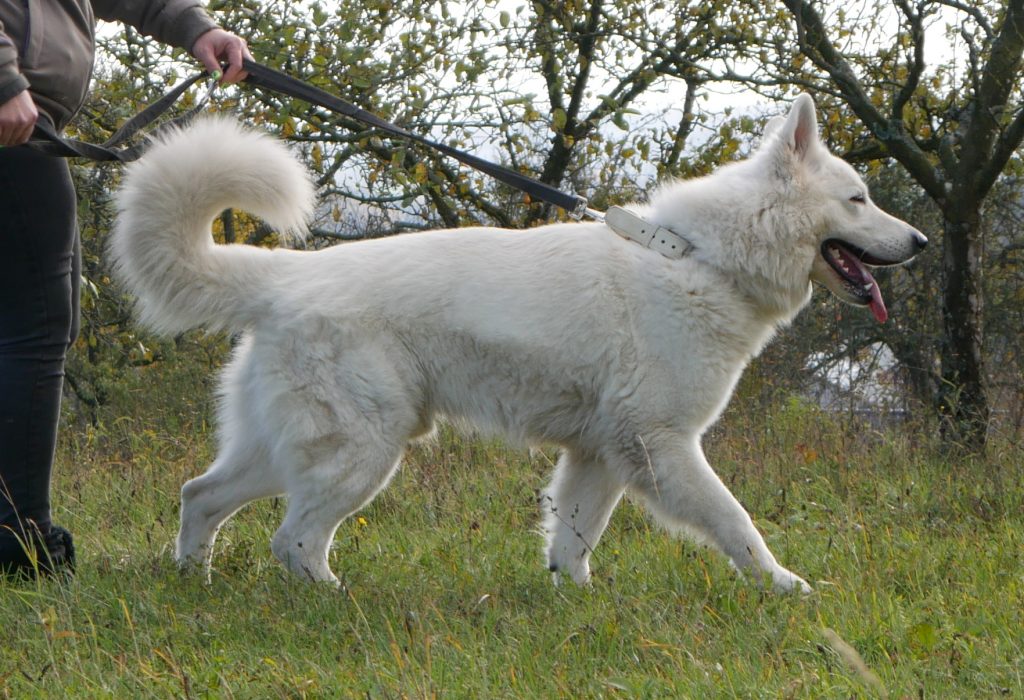 Blade Daywalker vom Herz der Pfalz