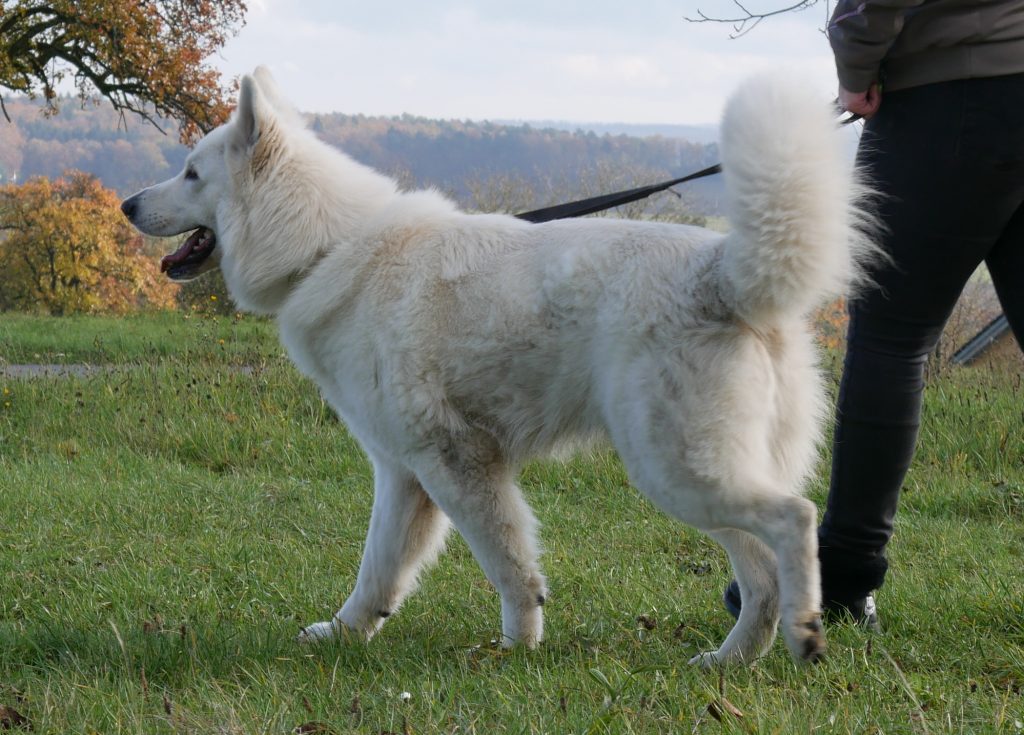 Blade Daywalker vom Herz der Pfalz