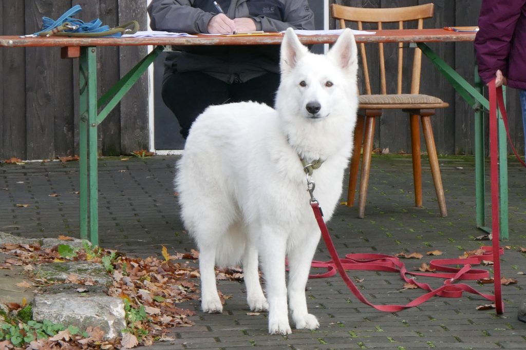 Eowyn of Dwarfy's Treasury