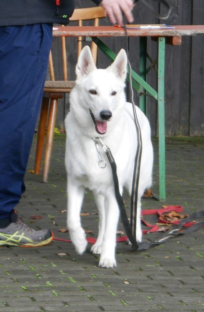 Arwen vom Herz der Pfalz