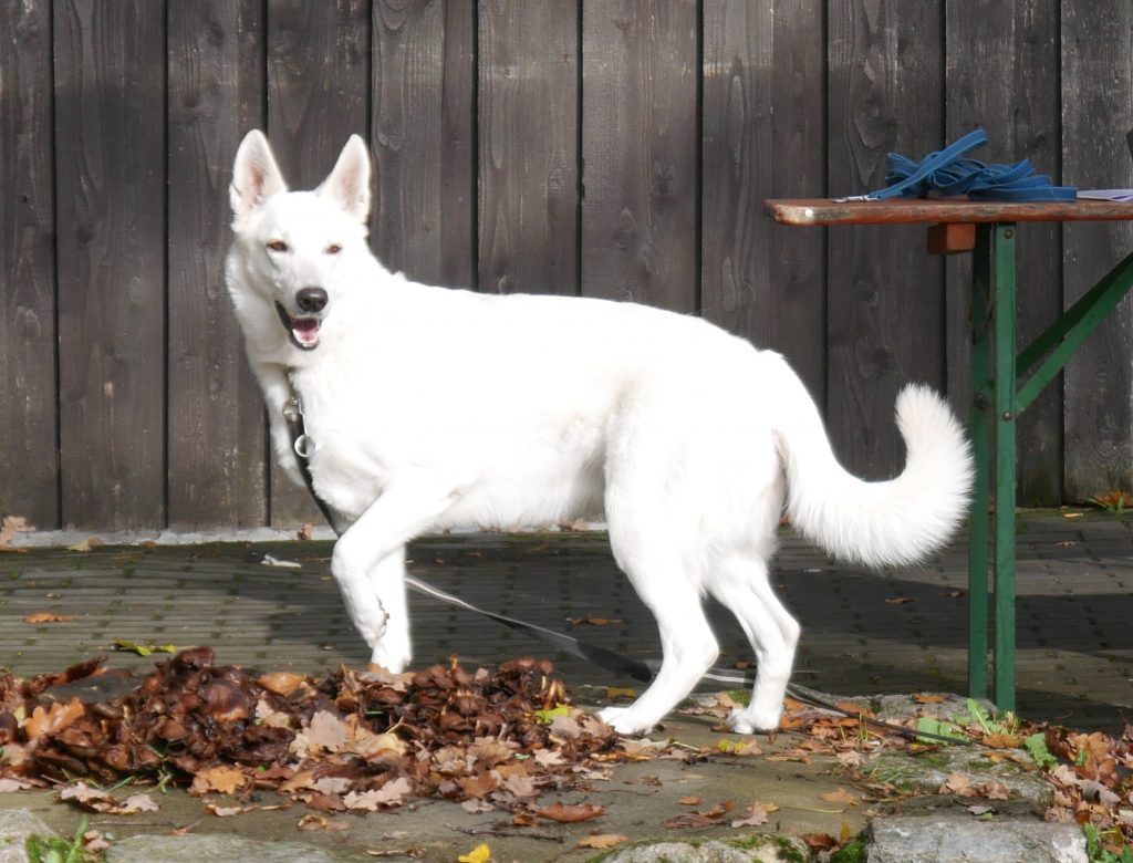 Arwen vom Herz der Pfalz