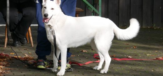 Arwen vom Herz der Pfalz