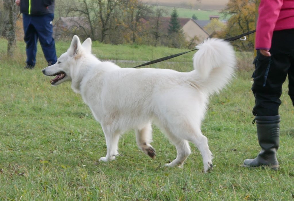 Blade Daywalker vom Herz der Pfalz