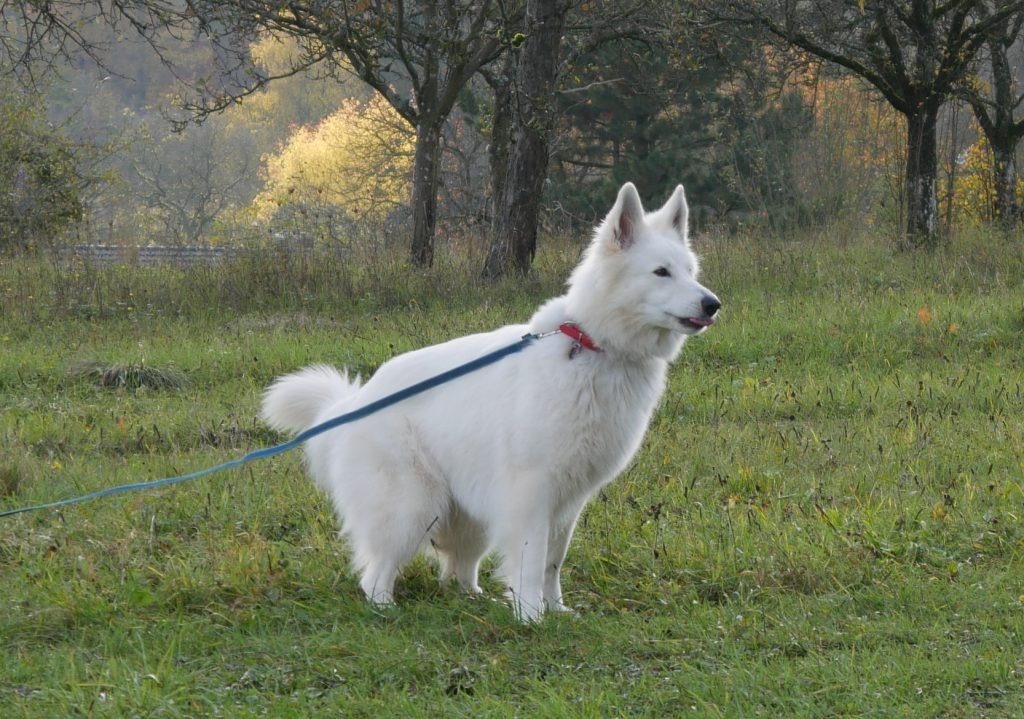 Freya vom Pilsensee SUKI