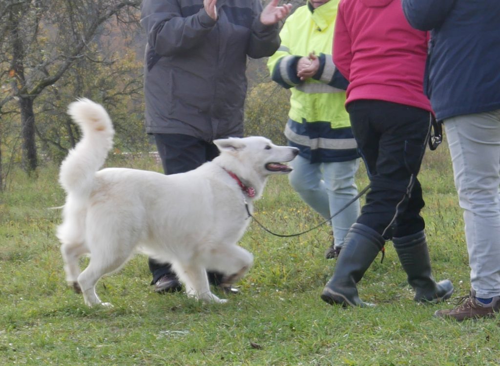 Freya vom Pilsensee SUKI
