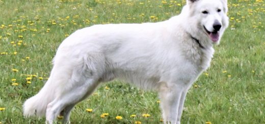 German Dreams Jack Daniels