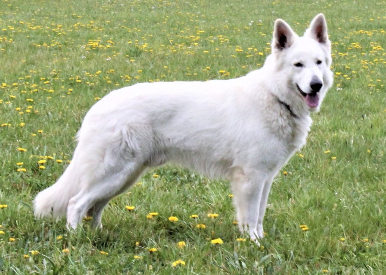 German Dreams Jack Daniels