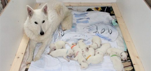A-Wurf vom Graatzer Kippel Weiße Schäferhundwelpen