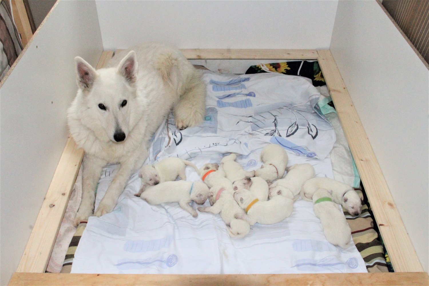 A-Wurf vom Graatzer Kippel Weiße Schäferhundwelpen