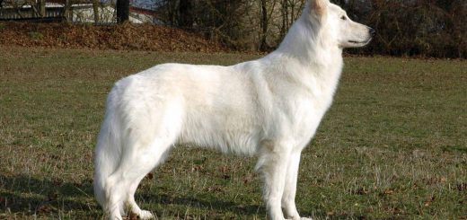 Durin of Dwarfys Treasury