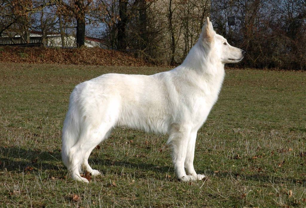 Durin of Dwarfys Treasury